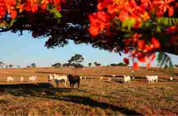  Adapar inicia nesta sexta-feira a Campanha de Atualização de Rebanhos 2026 